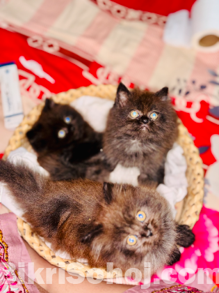 Traditional Persian kittens